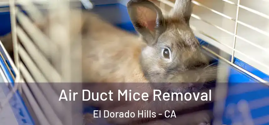 Air Duct Mice Removal El Dorado Hills - CA